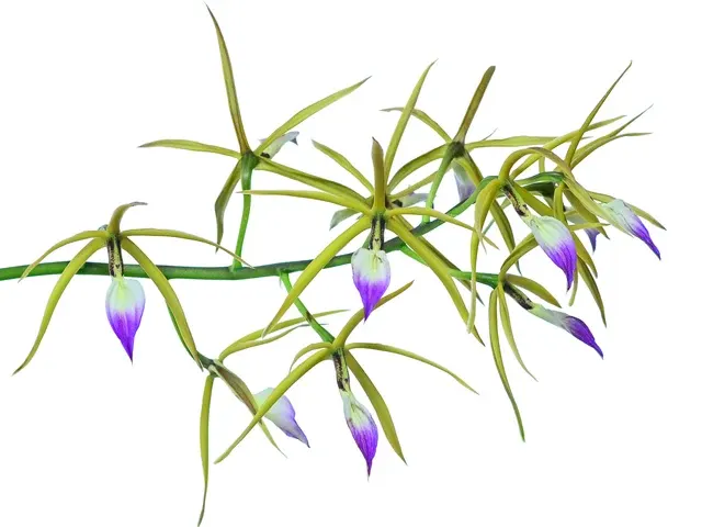 Prosthechea brassavolae (Prosthechea)