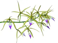 Prosthechea brassavolae