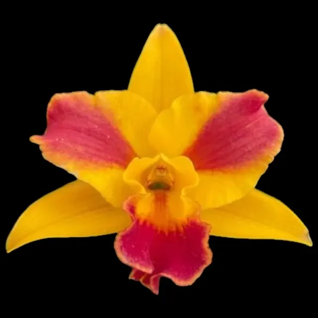 Rhyncholaeliocattleya Burana Beauty 'Burana' (Rhyncholaeliocattleya)