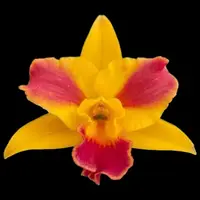 Rth. Burana Beauty 'Burana' HCC/AOS — BS-4 in pot / In bud/spike/bloom