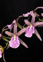 Bratonia Lavender Kiss 'Lavender Taffy' | SapphireChild Orchids