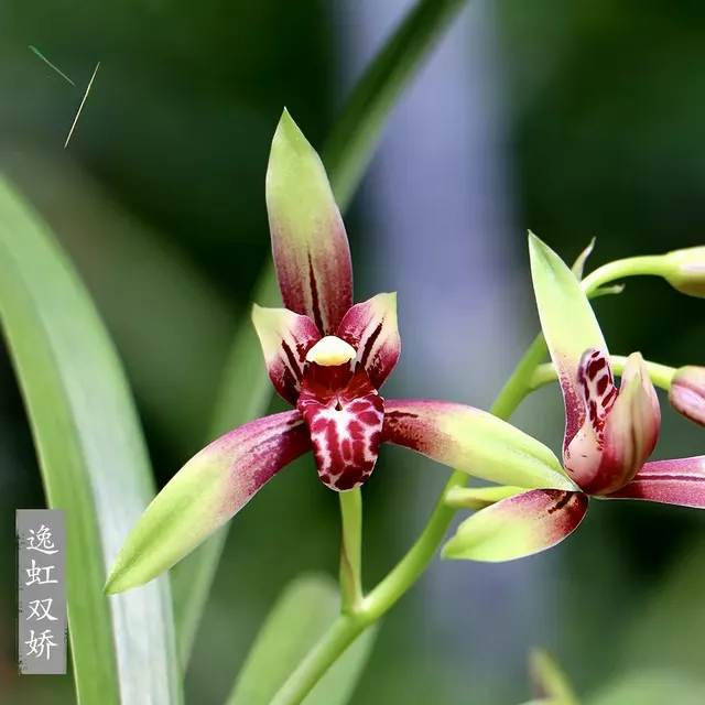 Cymbidium ensifolium 'Xiao Guo Hun' (Cymbidium)