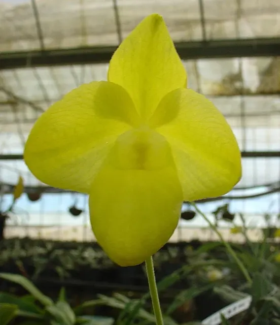 Paphiopedilum armeniacum Alba (Paphiopedilum)