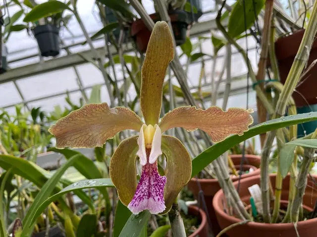 Cattleya granulosa x schoefieldiana (Cattleya)