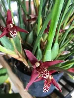 Maxillaria Tenuifolia (Coconut Orchid)