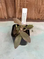 Den. pseudolamellatum
