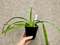 Vanda ustii | SapphireChild Orchids