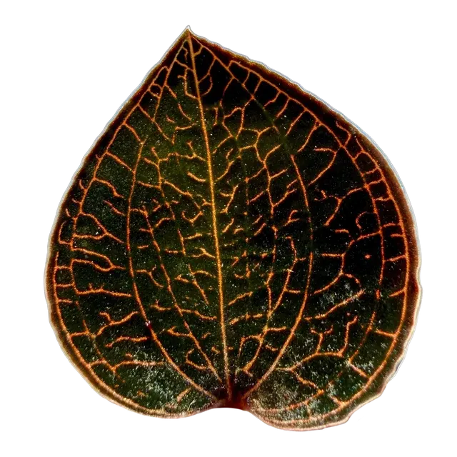 Anoectochilus 'Red Clouds' (Anoectochilus)