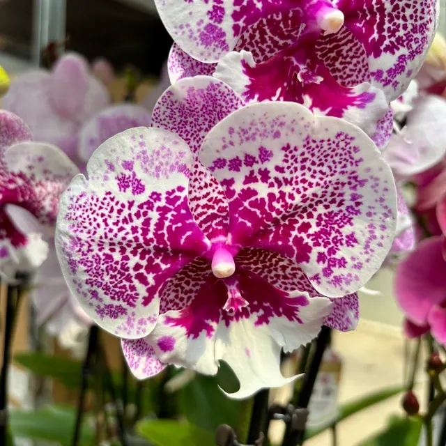 Phalaenopsis Body Language