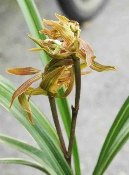 Cymbidium sinense 'HuangJu' (Cymbidium)