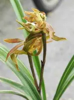 Cym. sinense 'HuangJu' (CYMS25) ( - - sinense )
