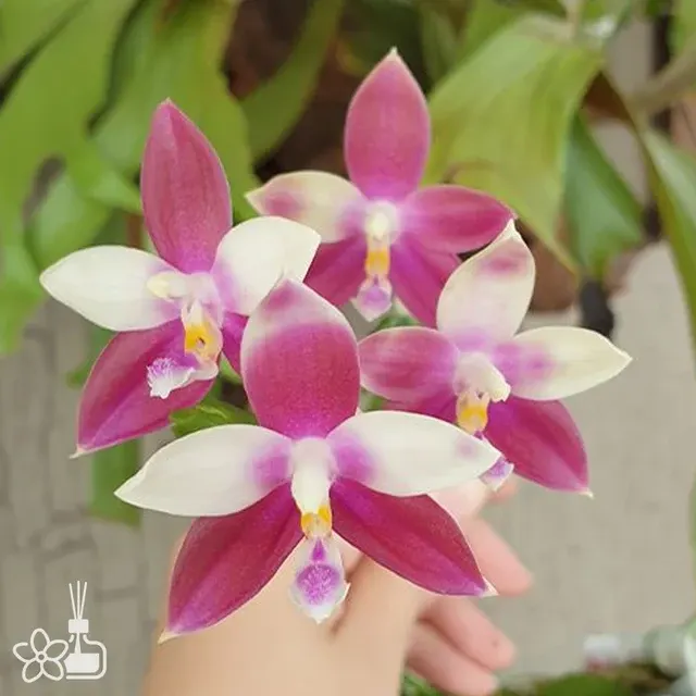 Phalaenopsis Sri Sumatra '1675'