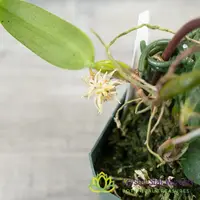 Bulbophyllum Odoratissimum (21) — 2.5" Pot / Without Spike