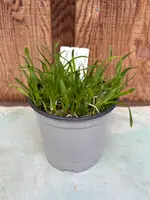 COMPOT Encyclia replicata