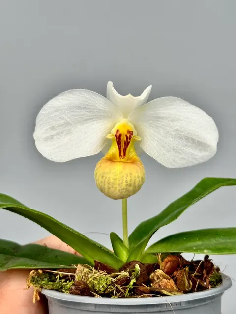 Paphiopedilum emersonii 'Clumb' (Paphiopedilum)