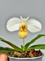 Paphiopedilum emersonii — 12 cm / No