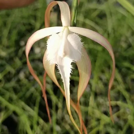 Brassavola cucullata × sib (Brassavola)