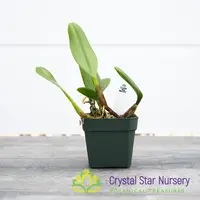Bulbophyllum Putidum (22)