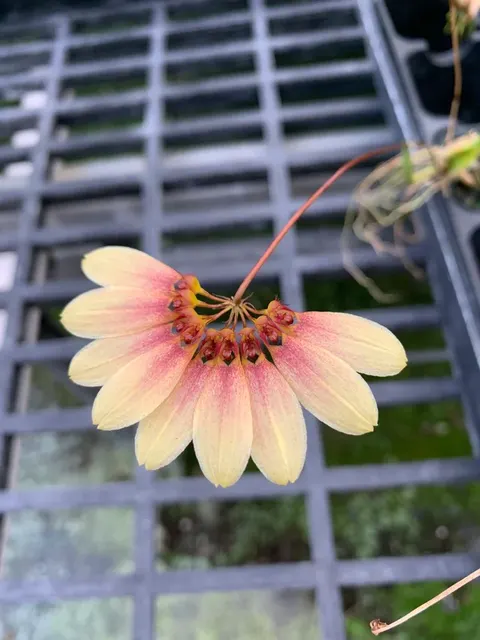 Bulbophyllum Daisy Chain Orchid 4" (Bulbophyllum)