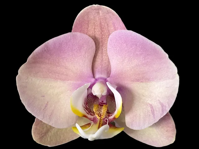 Phalaenopsis I-Hsin Milky River