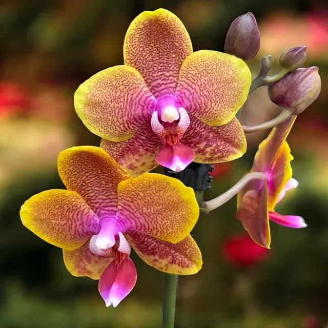 Phalaenopsis Sogo Lawrence - Parfumat