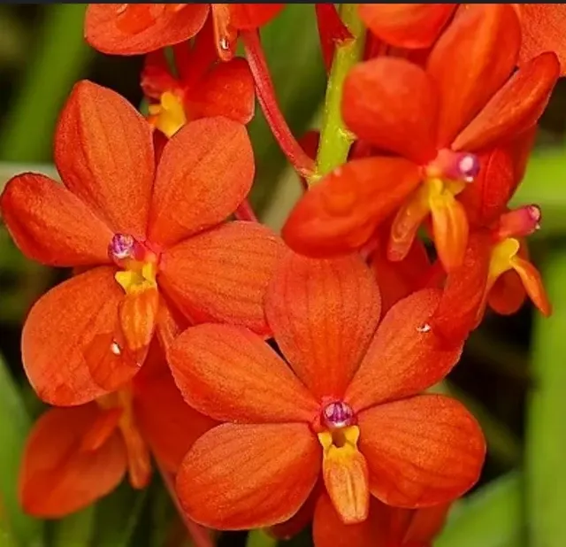 Ascocentrum curvifolium (Ascocentrum)