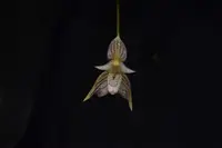 Bulbophyllum ambrosia — Blühfähige Pflanze