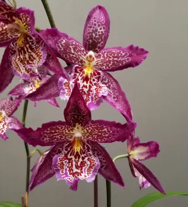 Beallara Marfitch AM/AOS 'Howards Dream' (Beallara)