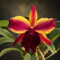 Rlc. Fantasy Star 'Siam Surprise' - flori parfumate