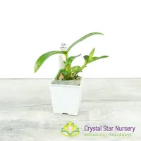 Dendrobium Hibiki 'Tiny Bubbles' FCC/AOS (HMF 005)