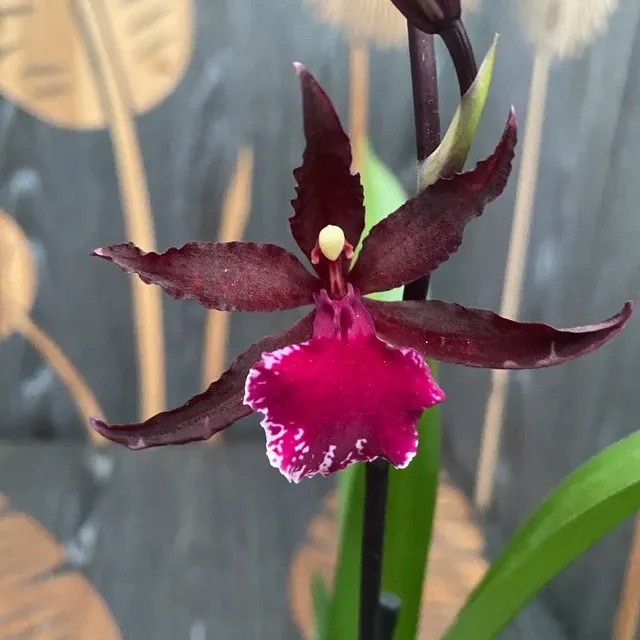 Colmanara Masai Splash