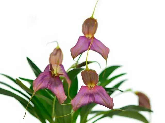 Masdevallia Inti (Masdevallia)