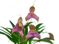 Masdevallia Inti