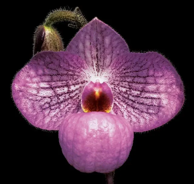 Paphiopedilum Magic Lantern ‘Candor Pink Perfection’ AM/AOS