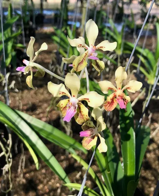 Vanda lamellata 'Okinawa' (Vanda)