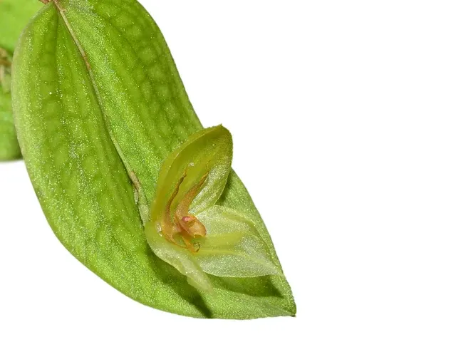 Lepanthes Coral Butterfly Xanthina