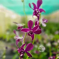 Dendrobium Orchid Plant Hirochi - Seedling