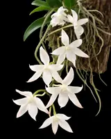 Aerangis biloba