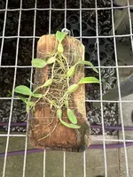 Bulbophyllum ocellatum