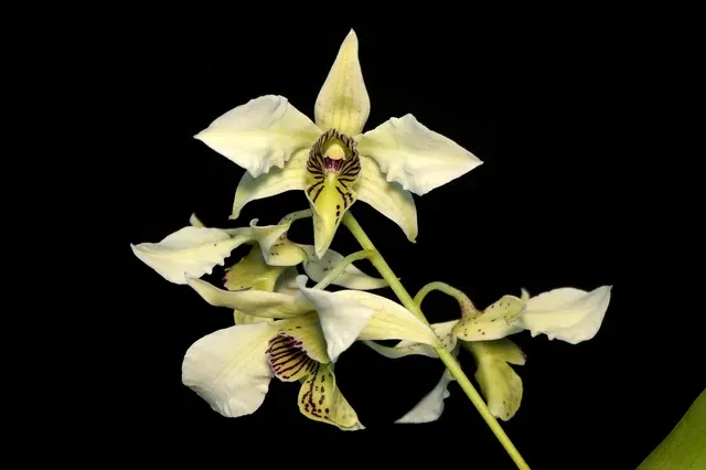 Dendrobium Roy Tokunaga (Dendrobium atroviolaceum x Dendrobium johnsoniae)