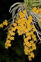 Chiloschista parishii (nakornpanomensis)