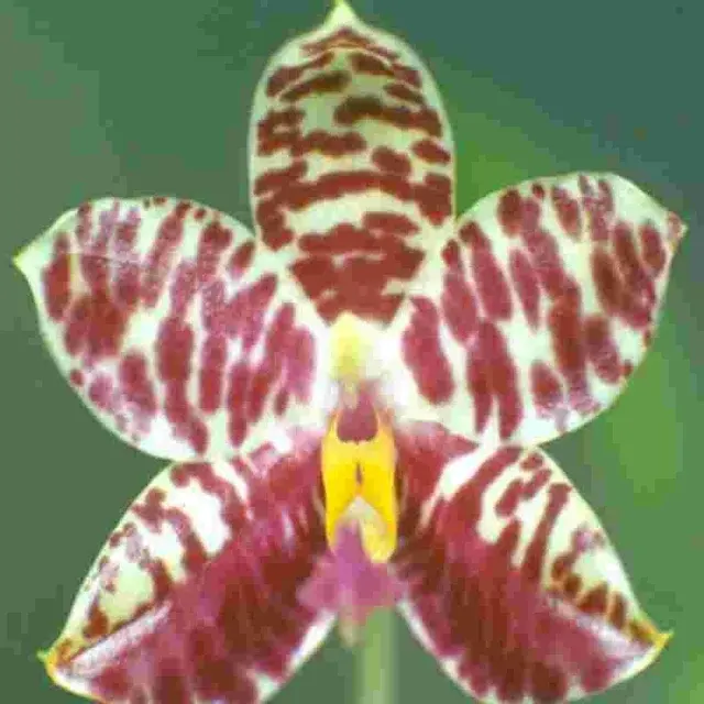 Phalaenopsis Cherry Spot (Phalaenopsis)