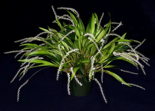 Dendrochilum quadrilobium (Dendrochilum)