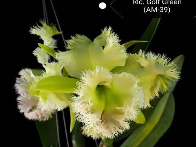 Cattleya Golf Green 'Hair Pig'