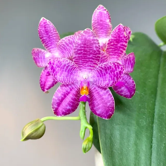Phalaenopsis Mok Choi Yew