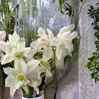 White Orchid Cymbidium – Cymbidium spp. Live Orchid Plant | 2 Feet Tall | Ships in Pot Elegant White Blooms | Long-Lasting Flowers | Indoor or Patio Orchid