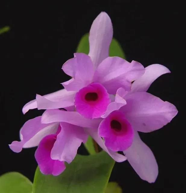 Cattleya deckeri var tipo