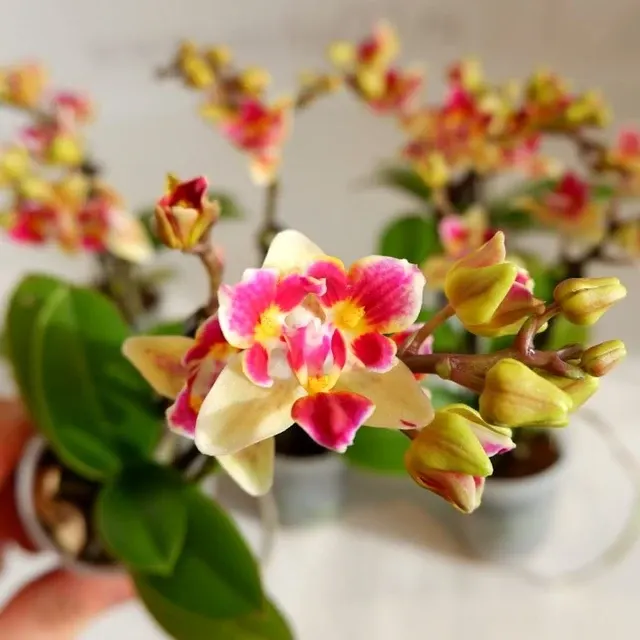 Phalaenopsis Sogo Gotris - Flori Parfumate