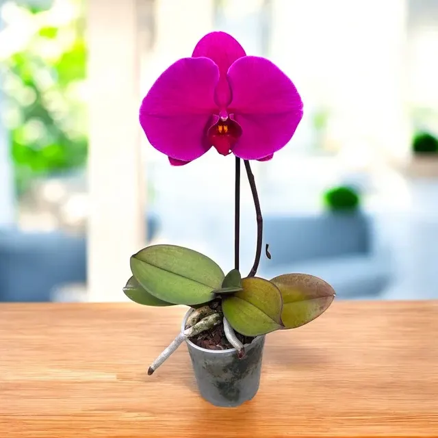 Phalaenopsis Singolo Shima - Floarea XXL
