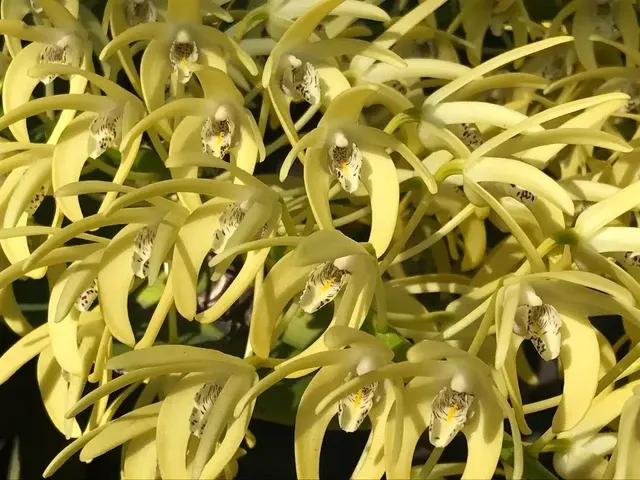 Dendrobium speciosum var. curvicaule